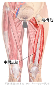 �p���؂ƒ��ԍL�؂̎ʐ^